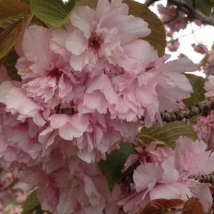 Meet your Posher, Elena